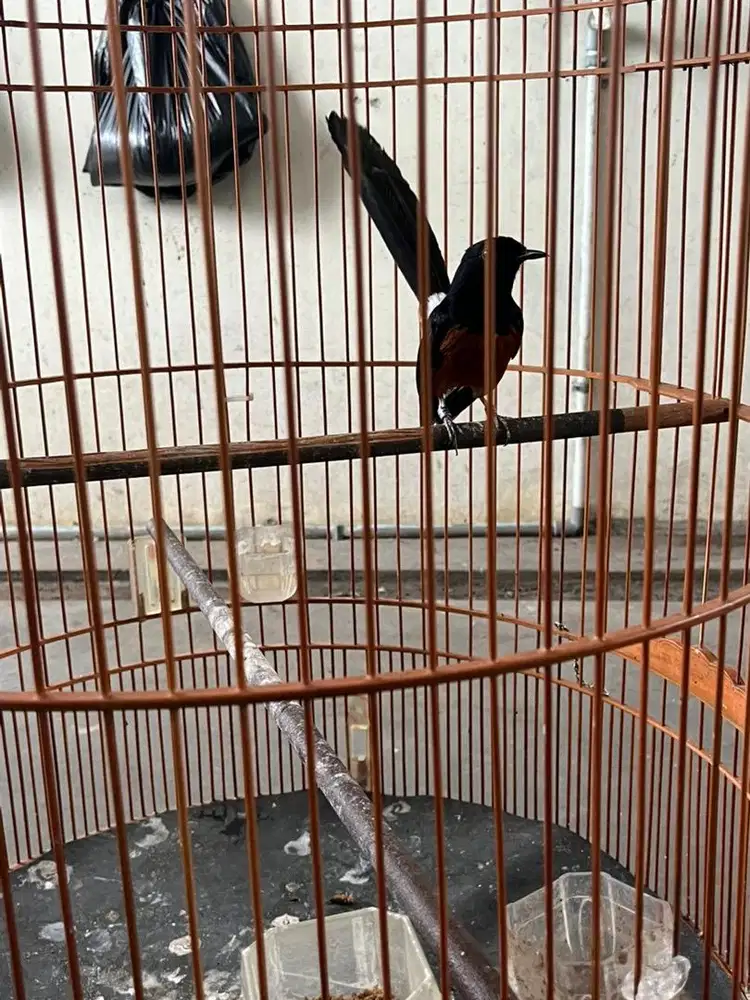 Murai Batu Ekor 22 Cm