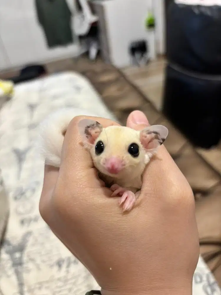 Baby sugar glider leucistic