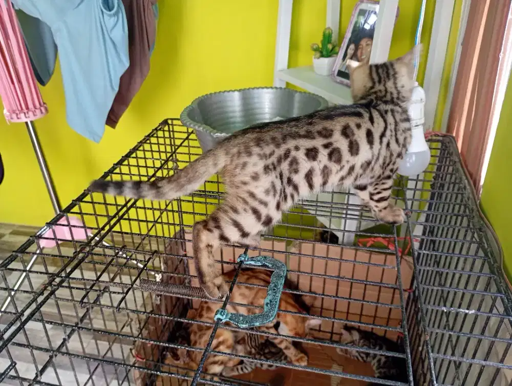 Kitten kucing ras betina 2 bulan