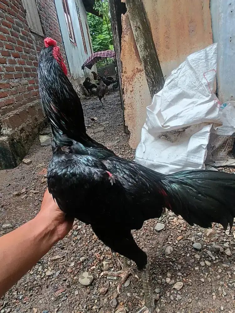 Di jual ayam muda siam