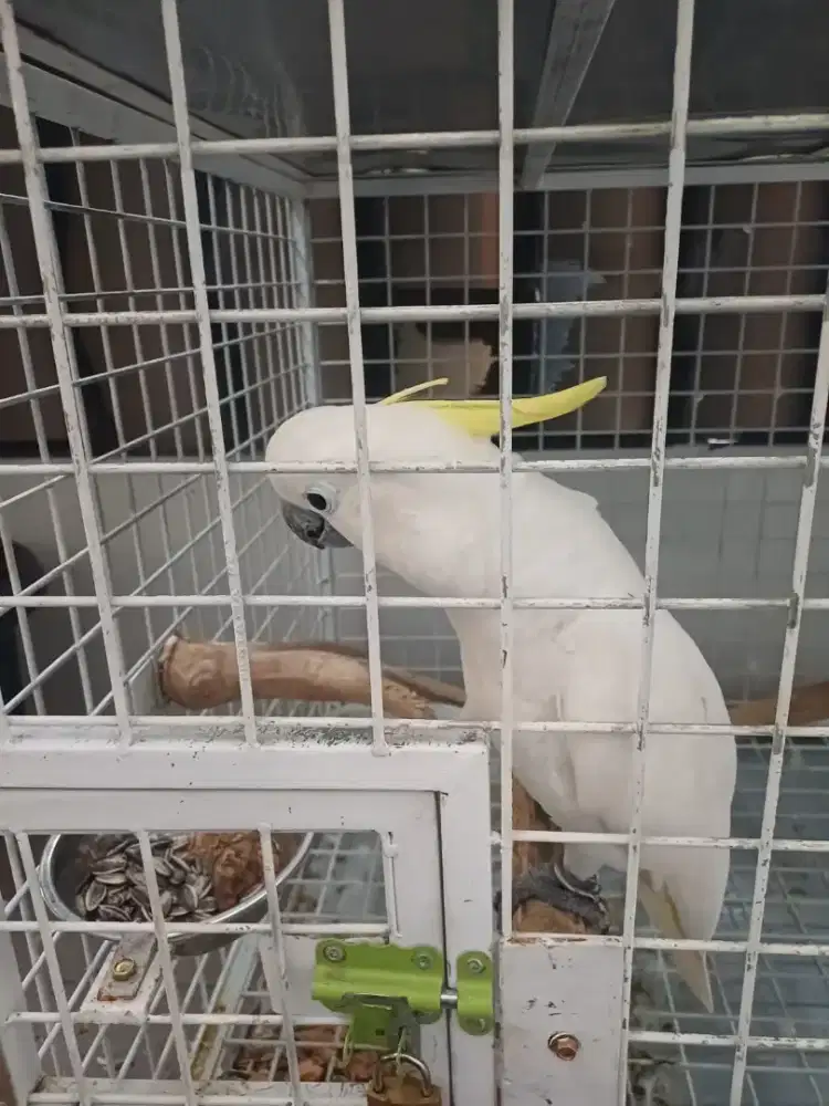 Burung kakatua jinak total makan kuaci