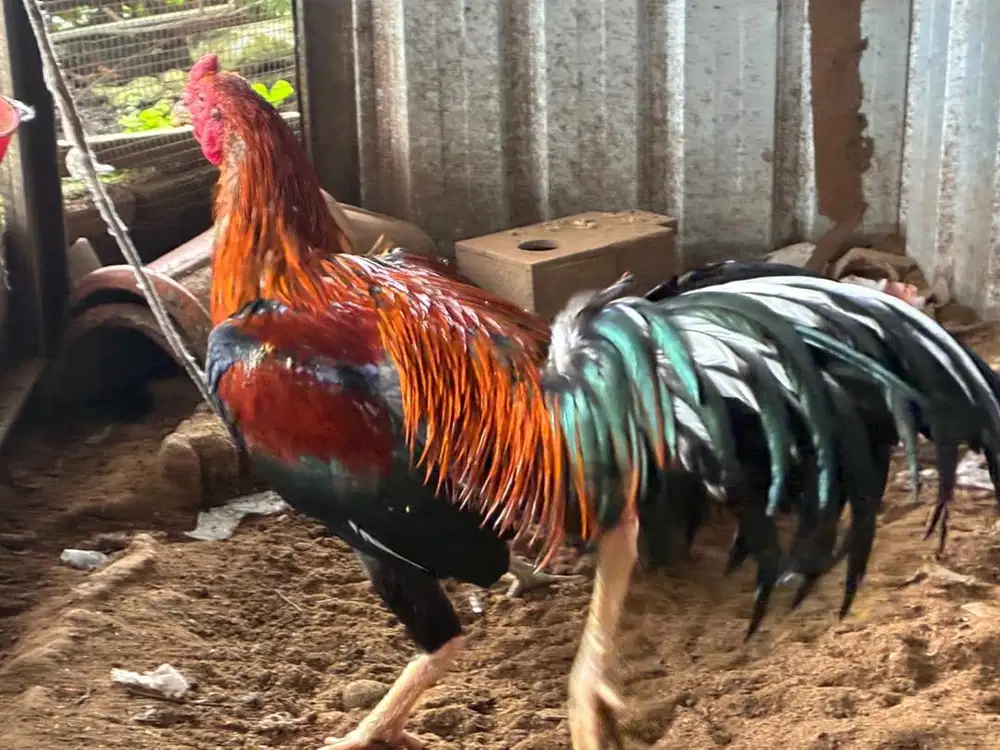 Ayam Bangkok Petarung