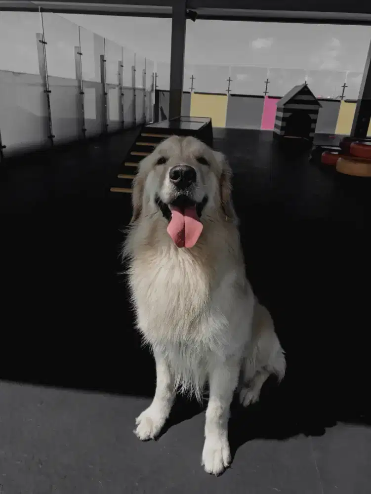 Jasa grooming kucing dan anjing peliharaan ...panggilan