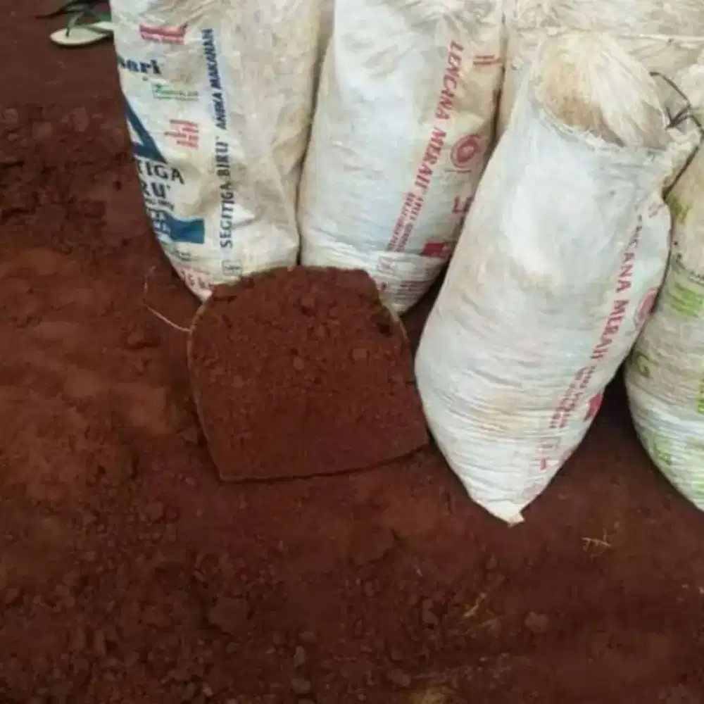 Tanah merah karungan