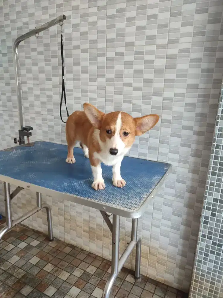 Corgi betina usia 4 bulan