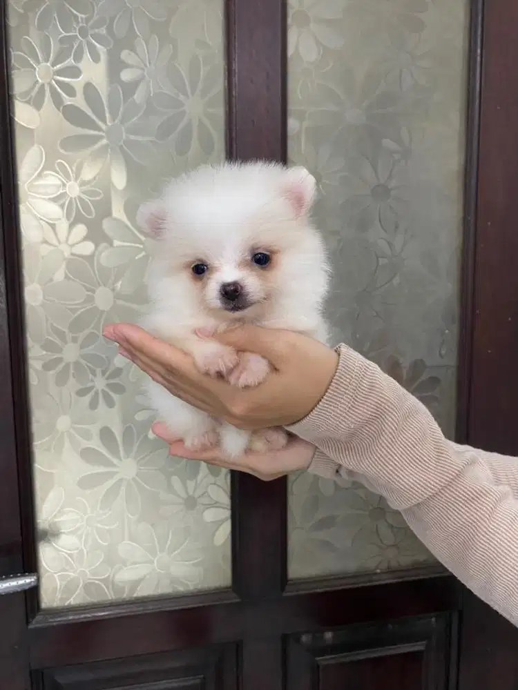 Supermini pom teacup betina