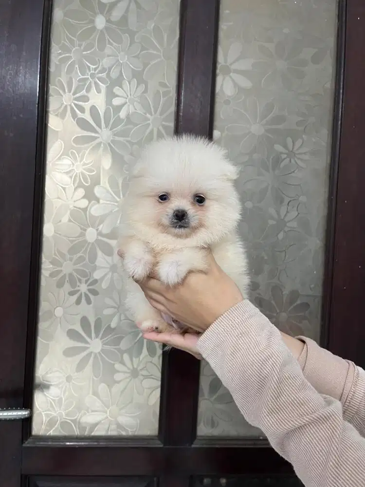 Minipom jantan bulu tebel