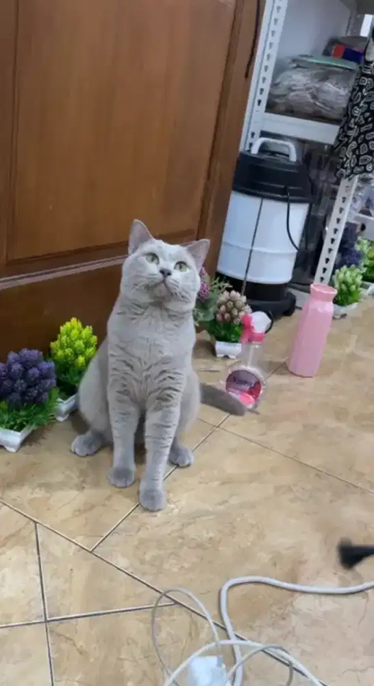 BSH lilac jantan 2 tahun