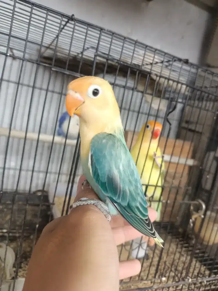 Lovebird biola parblue