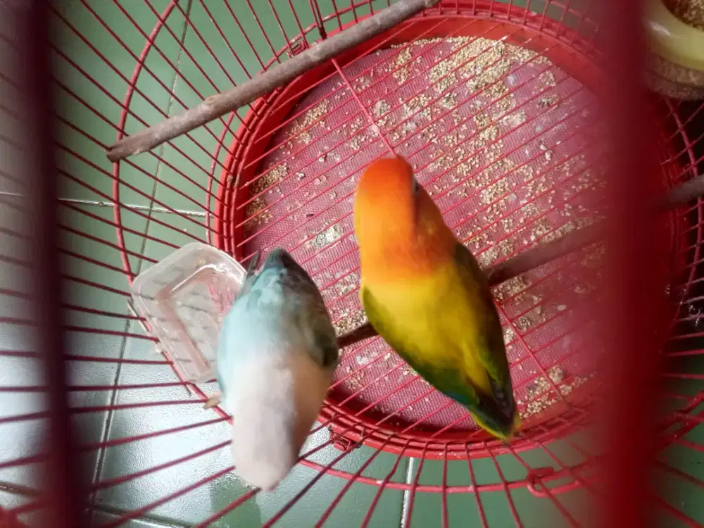 LB pasangan bio ewing green x bio blue