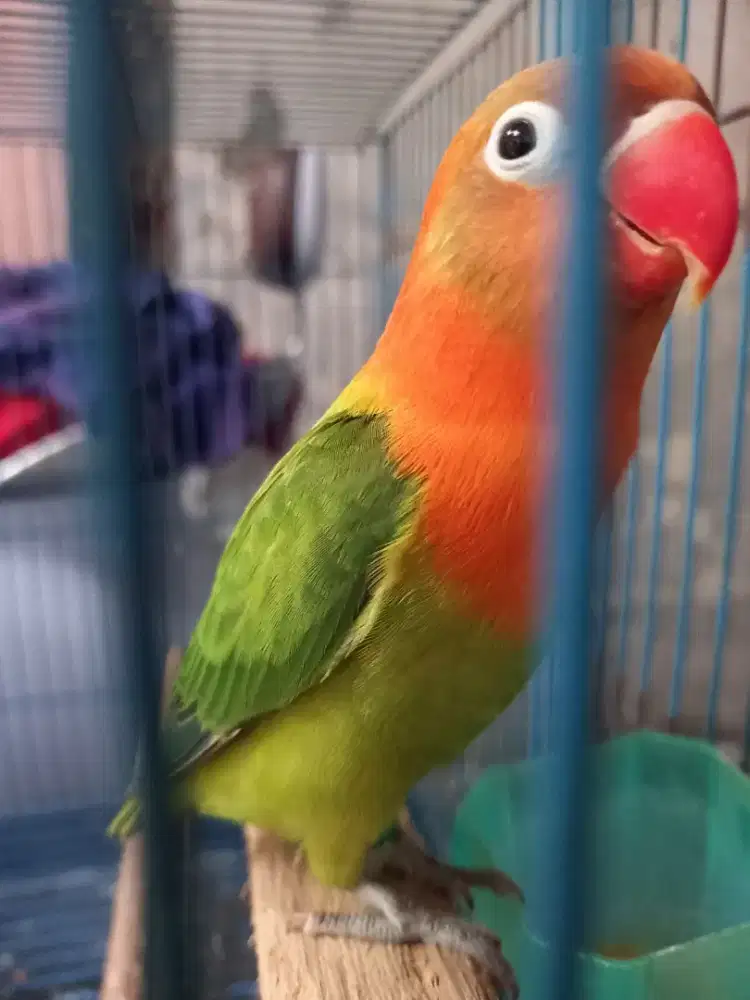 Biola green split Yf