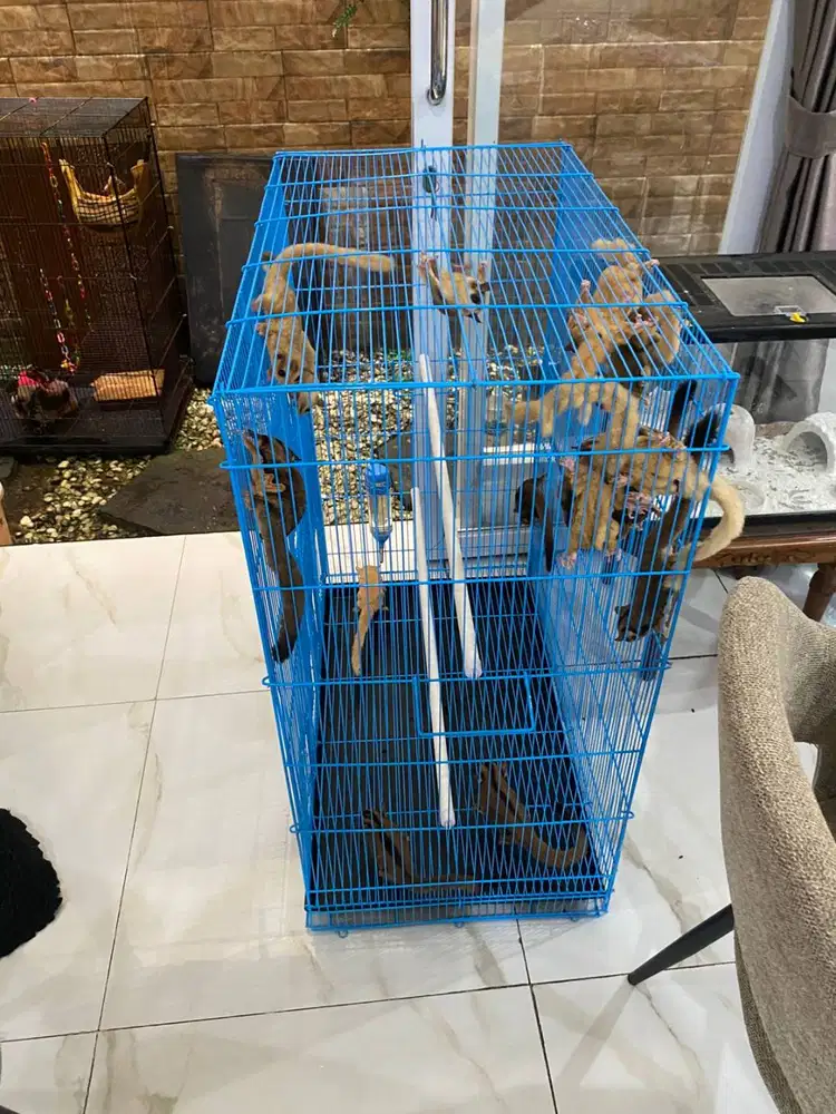 Sugar Glider Sehat Terawat Dalam Rumah