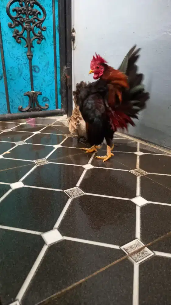 Indukan ayam serama sepasang