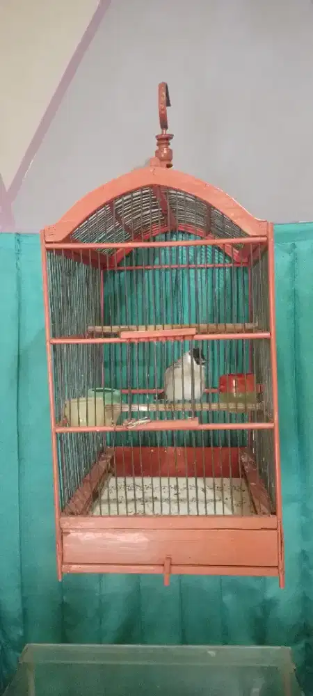 Sangkar Burung kokoh