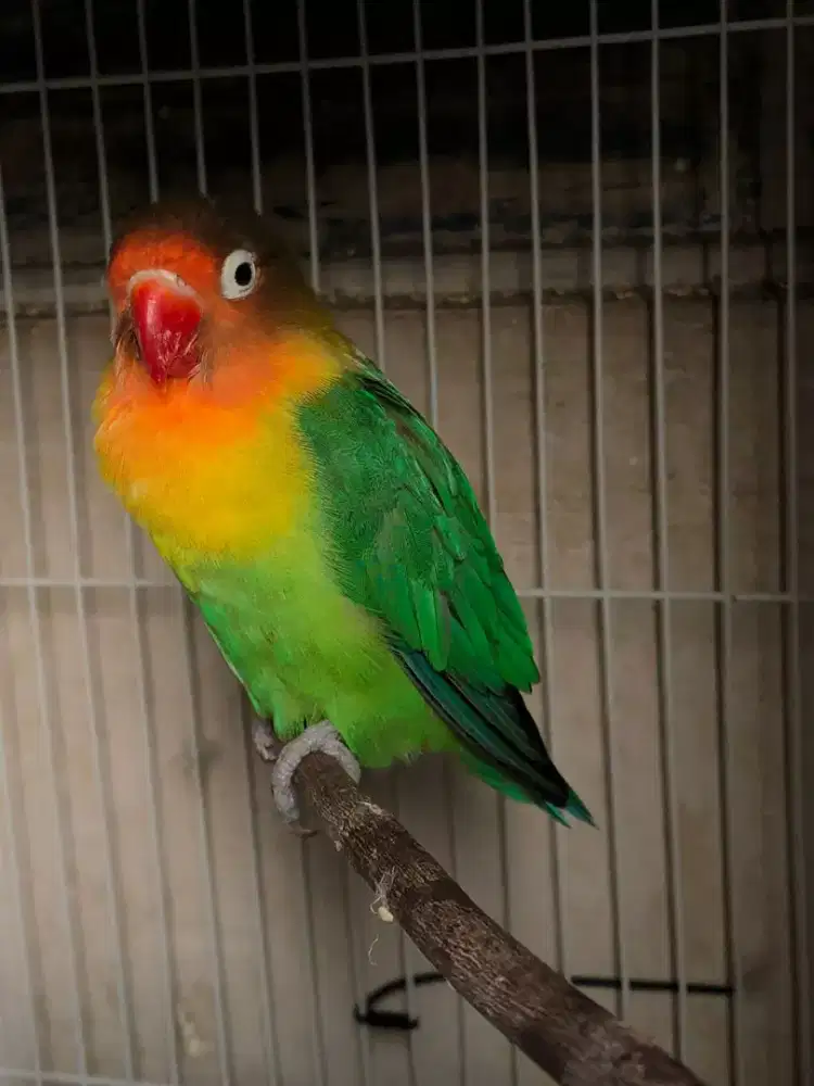 lovebird josan split