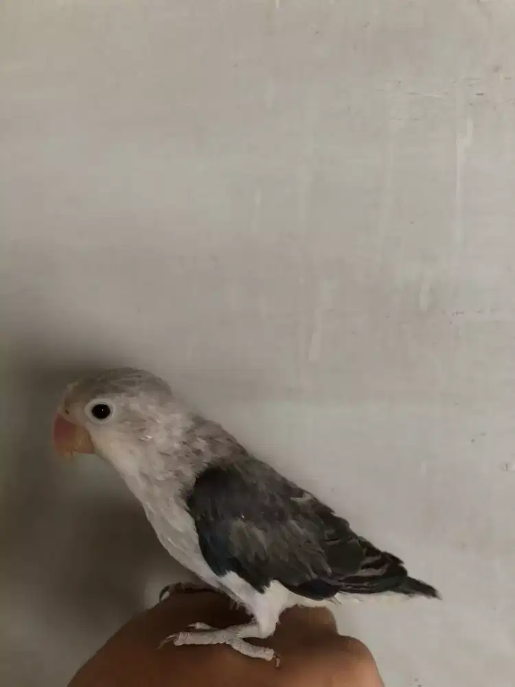 lovebird euwing gray jitot