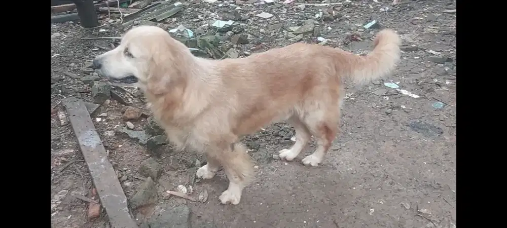 Golden retriever jantan