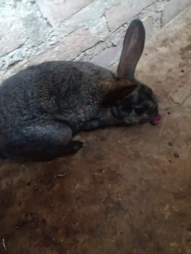 Kelinci lokal dewasa