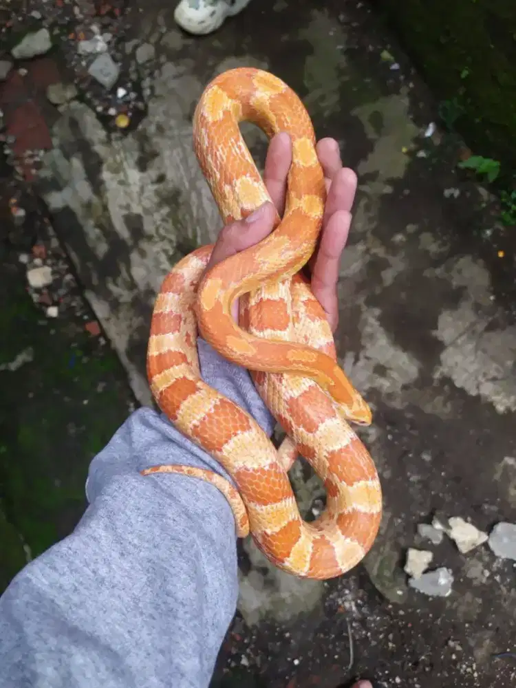 ular jagung/ kornsnake