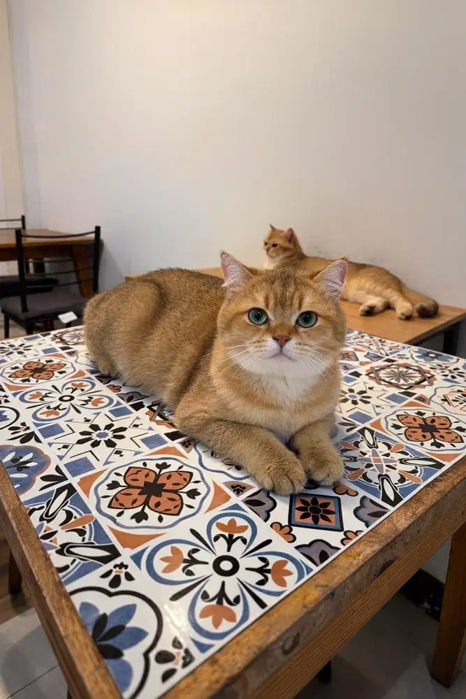 Pacak kucing BSH Golden