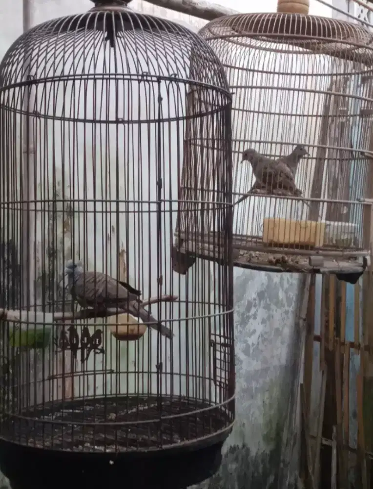 Di borong 5 burung 2 puter 3 perkutut nuktok