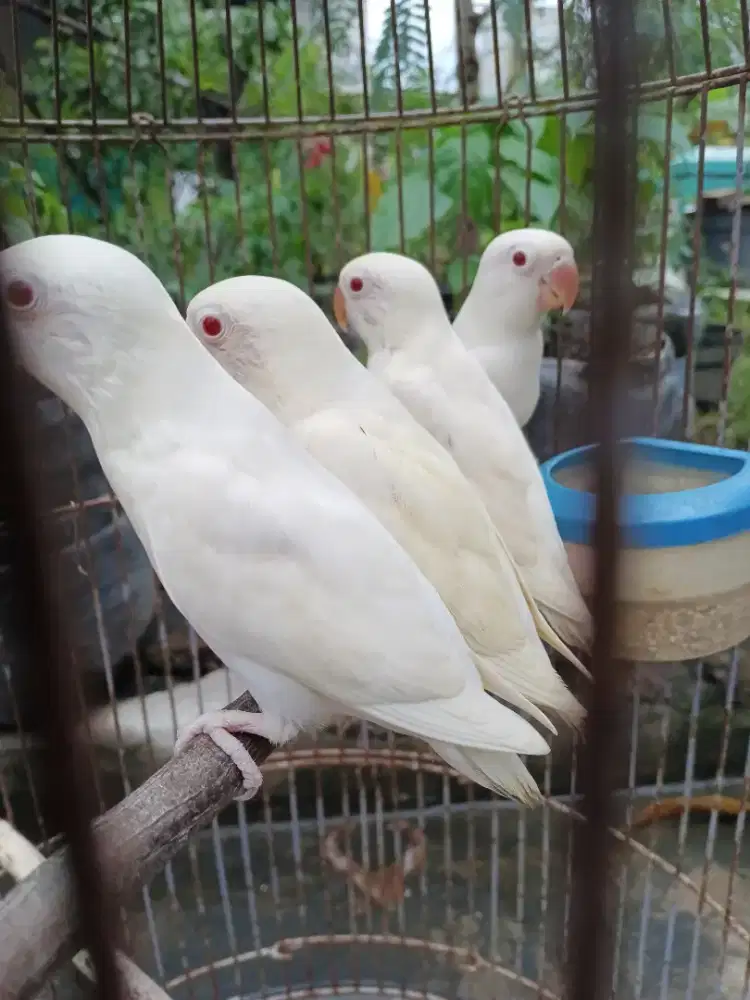 Lovebird Albino MM