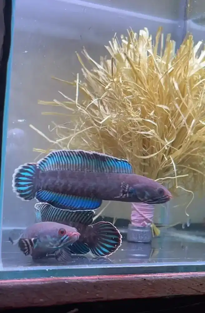 Andrao pair kualitas