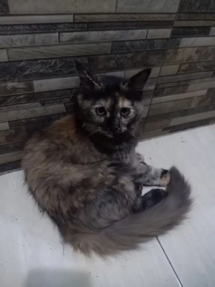 Kucing peranakan mencoon