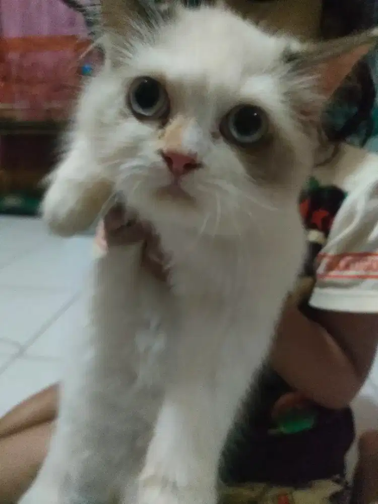 Kucing - Ragdoll - Betina
