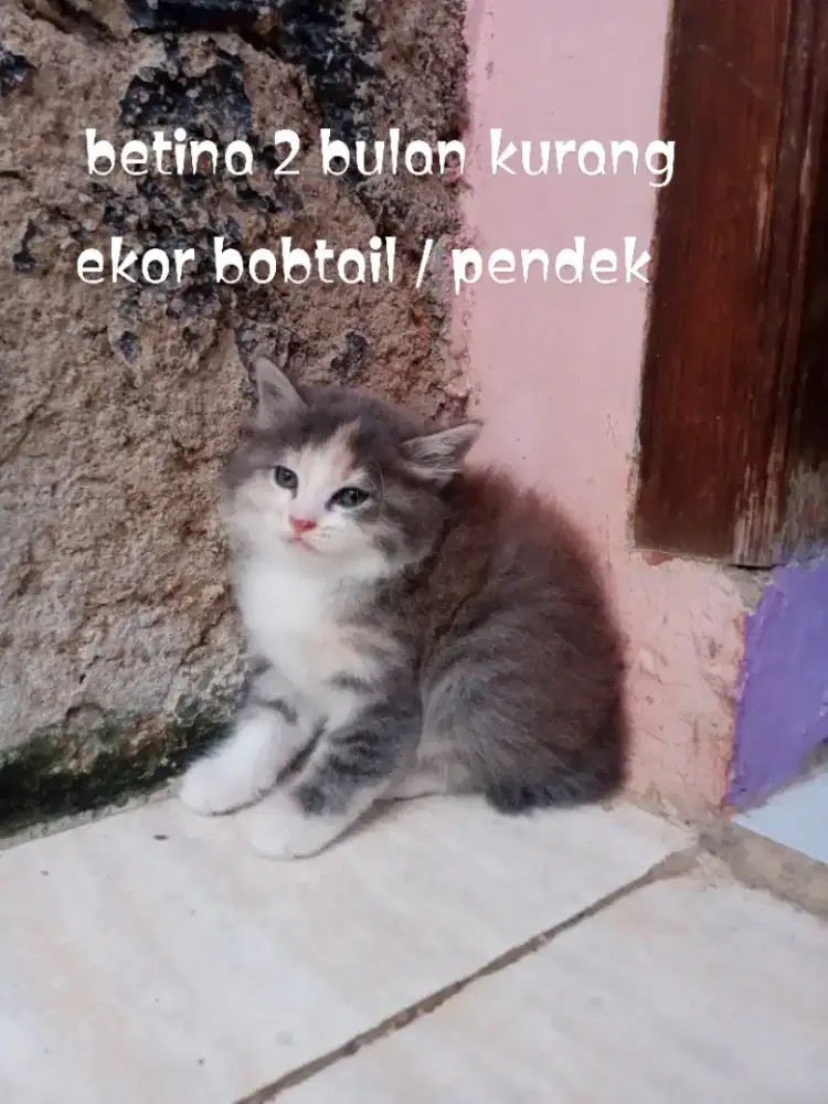 Kucing Persia medium