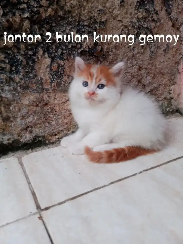 Kucing Persia medium