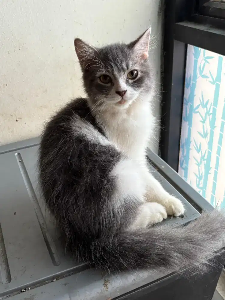 Kucing bsh mix Persia jantan