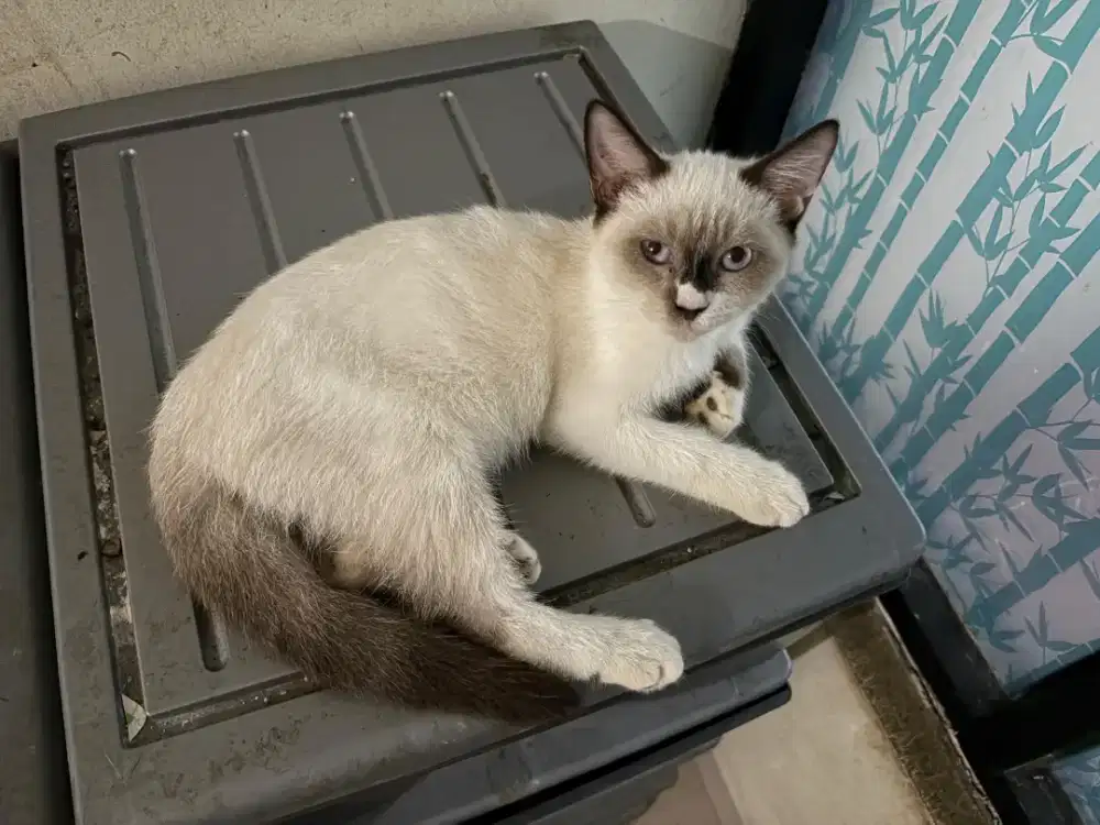 Kucing Himalaya jantan