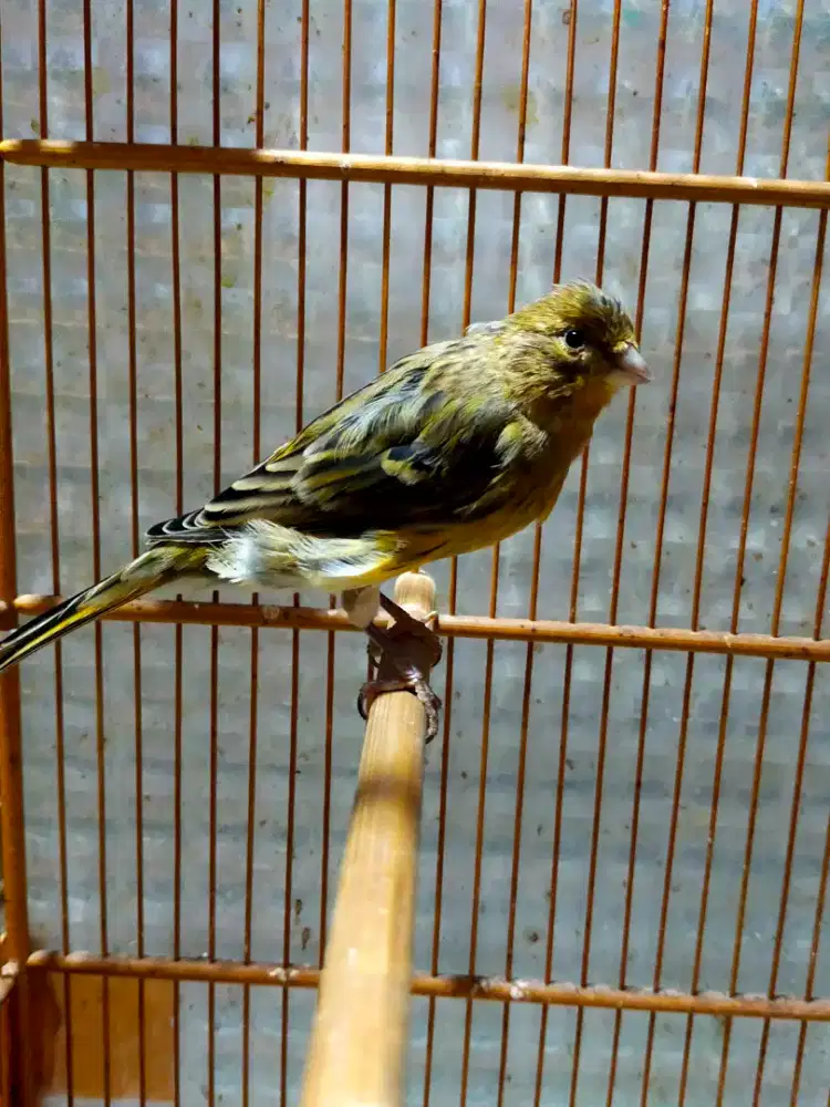 Burung kenari loper betina