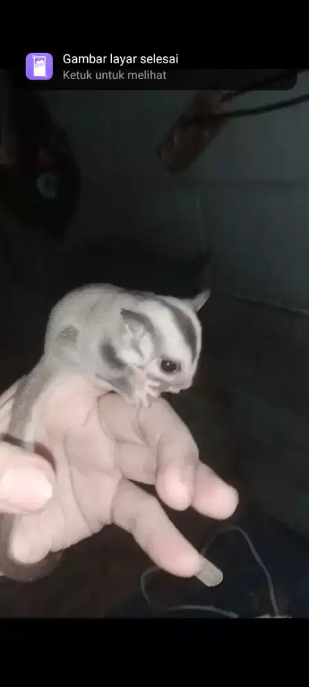 Sugar Glider Caramel