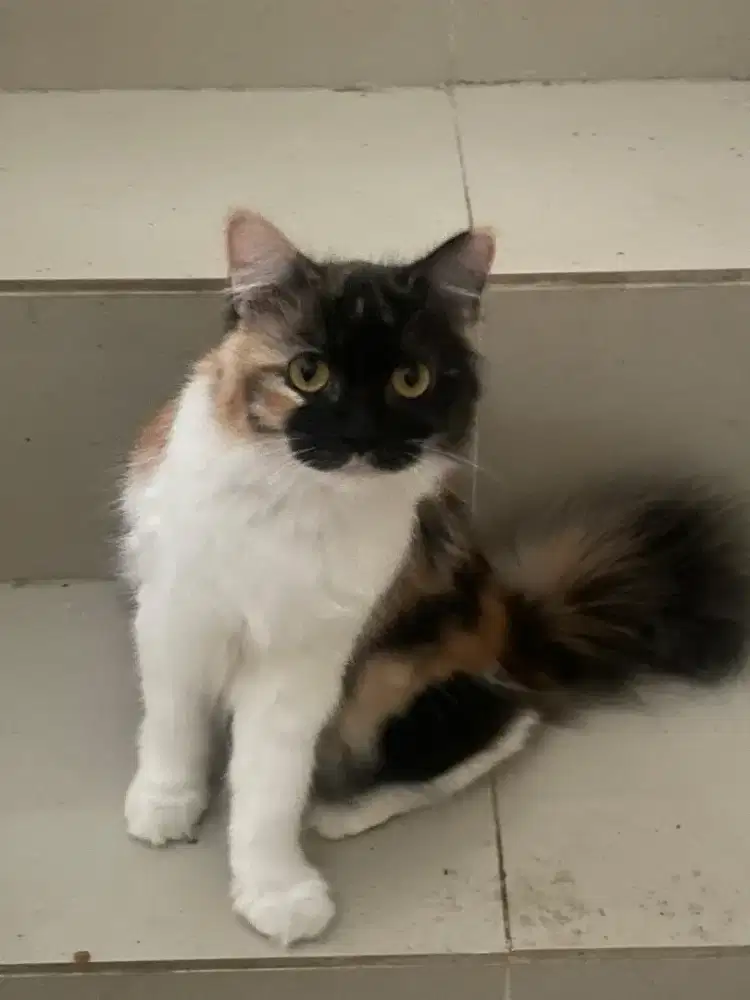 Kucing Persia calico betina