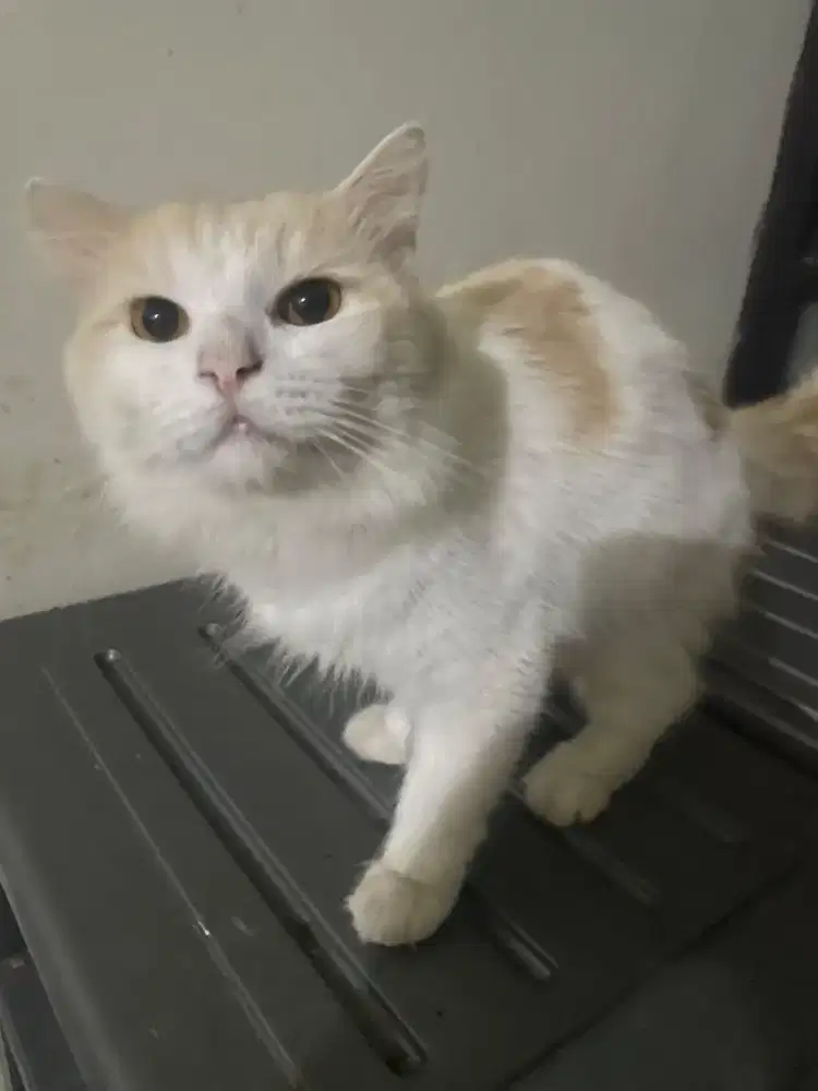 Kucing Persia jantan