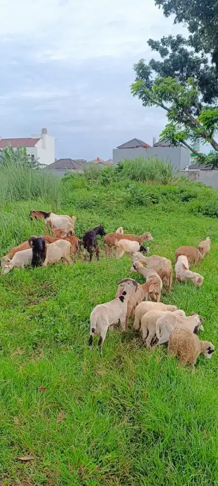 Domba Kambing anak dan dewasa