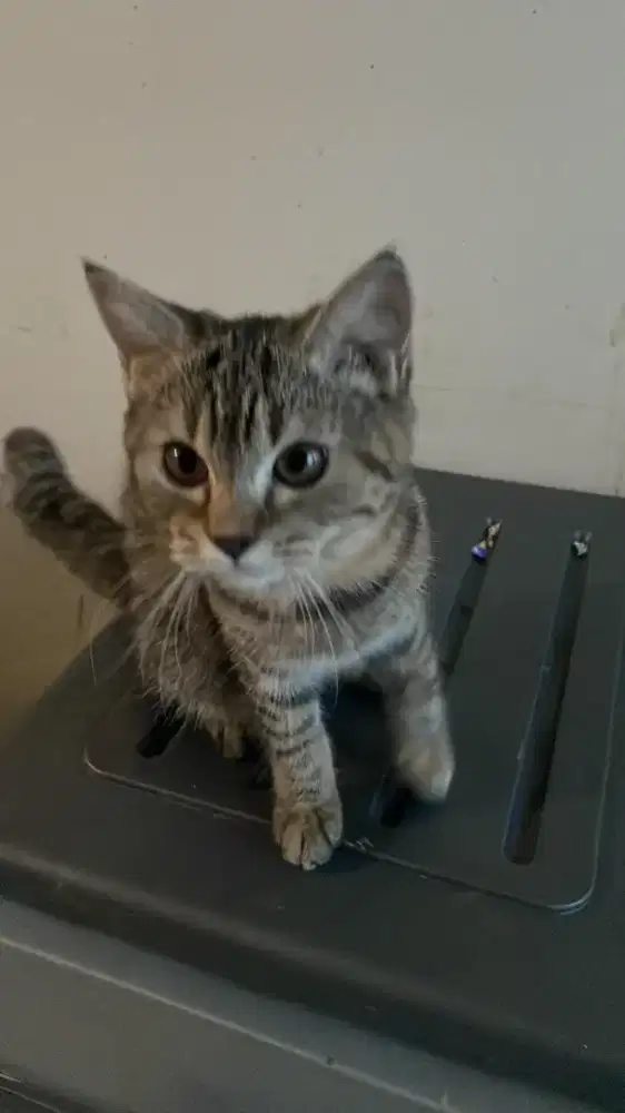 Kucing Persia mix bsh mujaer