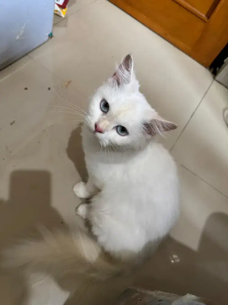 Kucing Persia betina