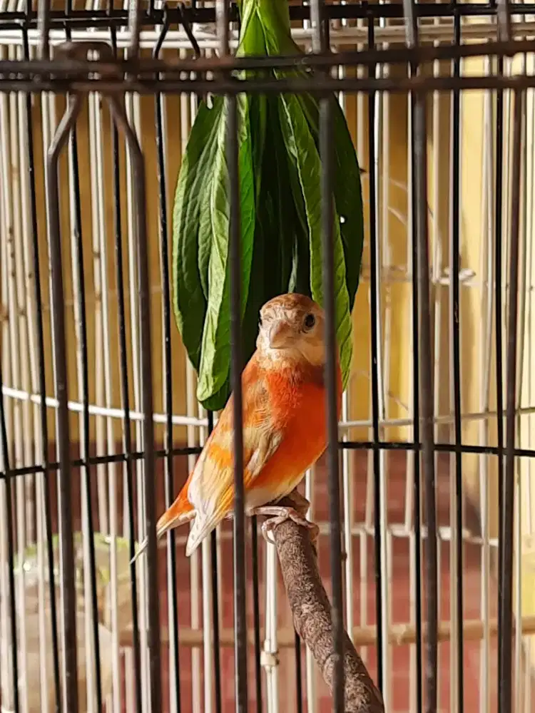 REDSISKIN DOUBLE DILUTE (SEPASANG)