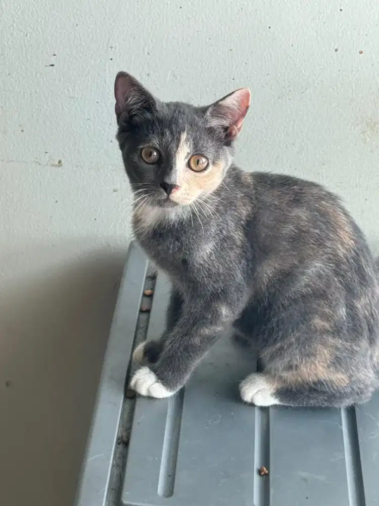 Kucing bsh mix persia