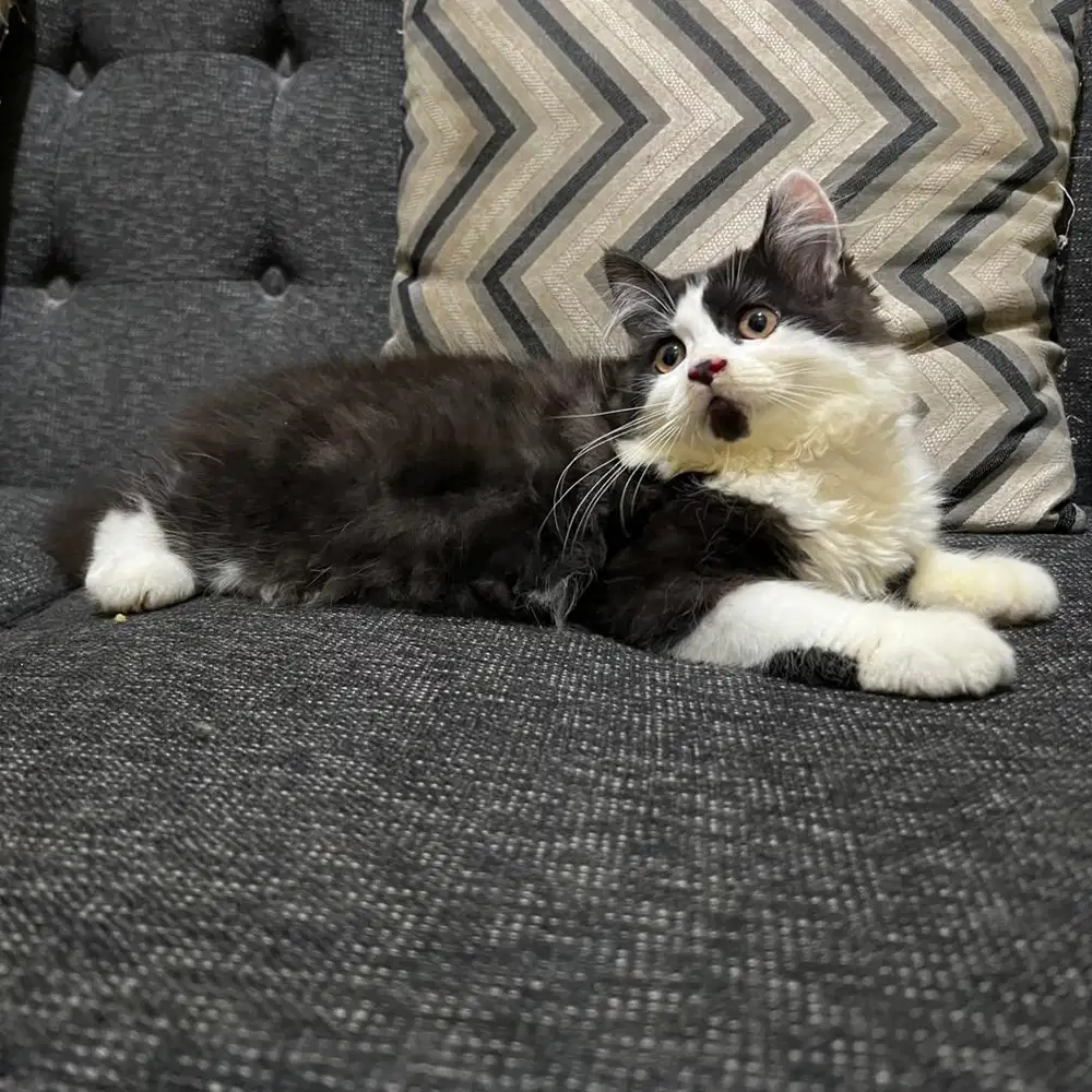 Kucing Persia 3 Bulan Jantan aktif