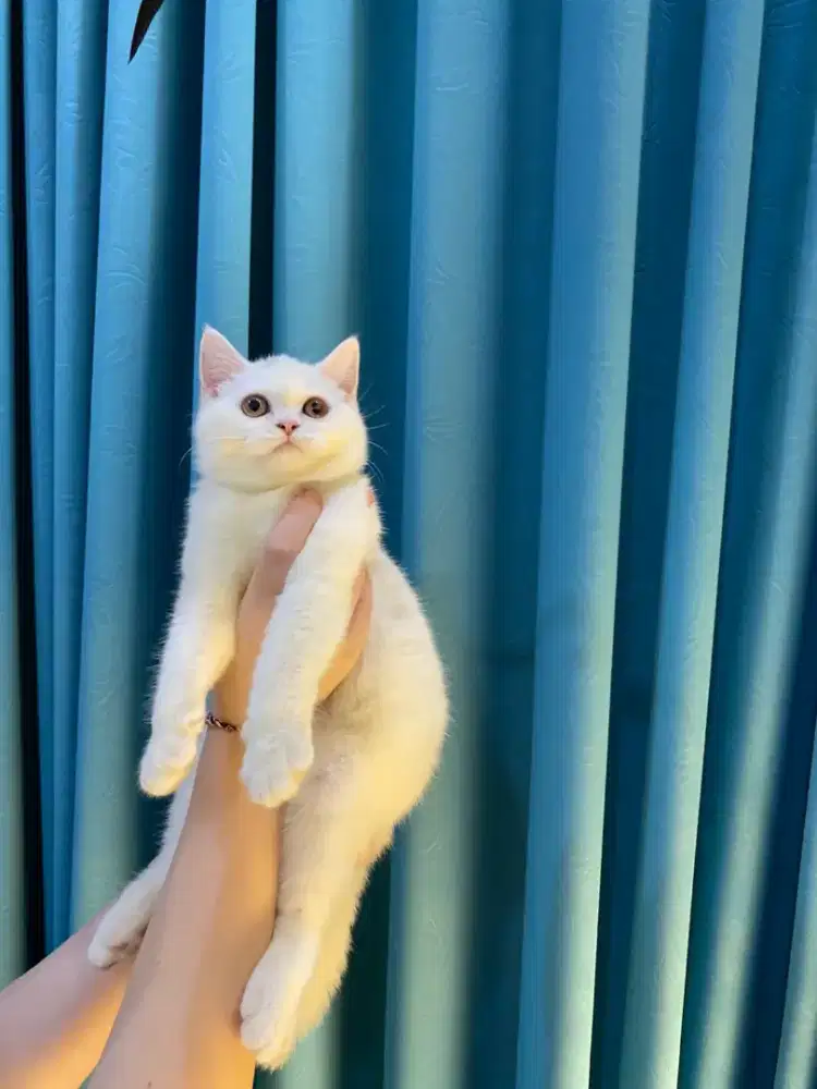 Kitten BSH anakan import