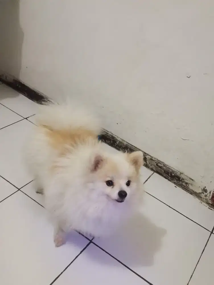 Minipom jantan 5th stb