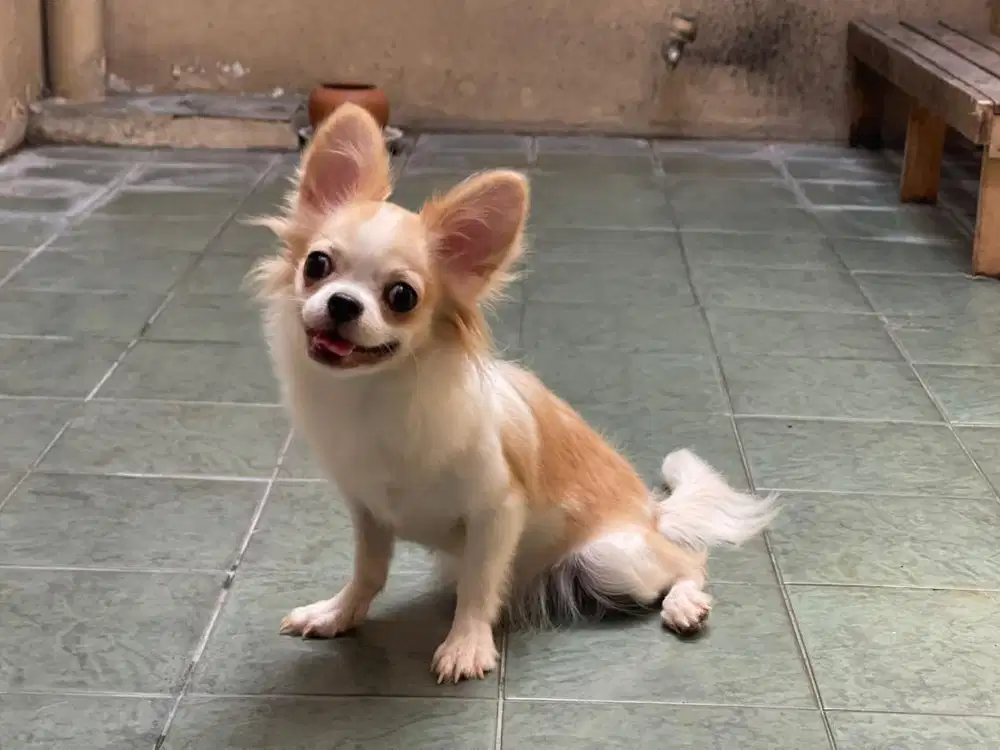 For sale indukan chi hua hua long hair