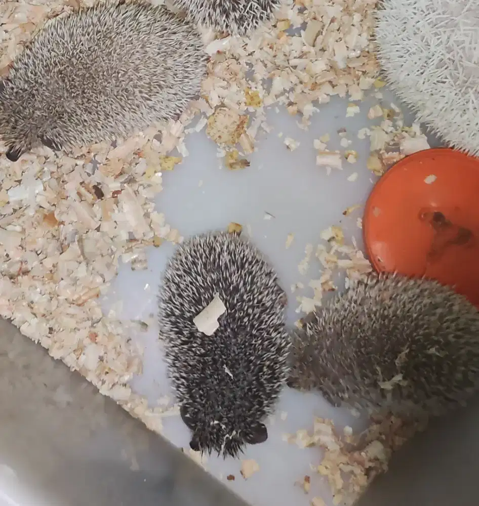 Anakan Landak Mini Kelamin Jantan