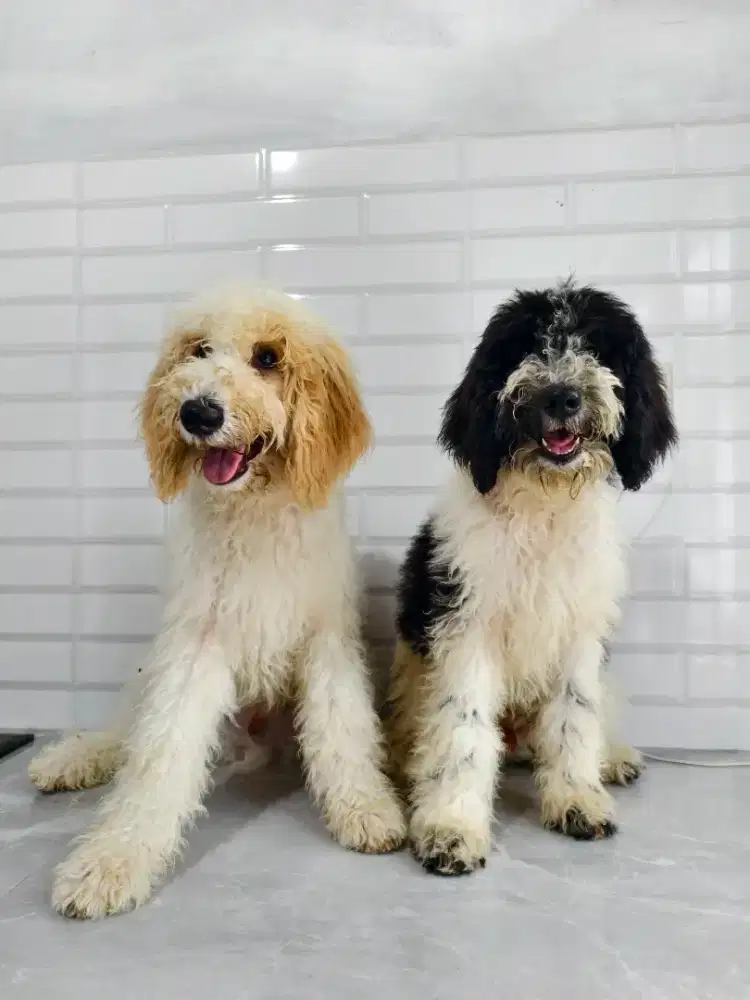 Giant poodle jantan 2 ekor