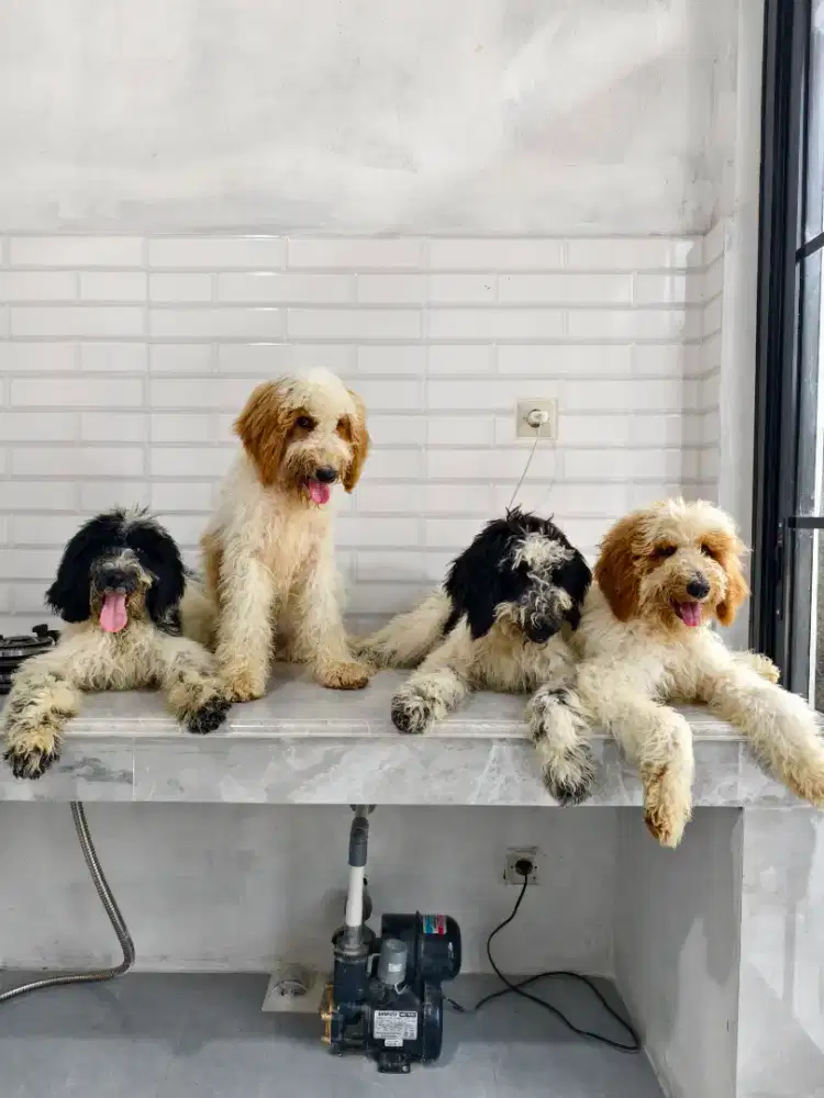 Giant poodle betina semua