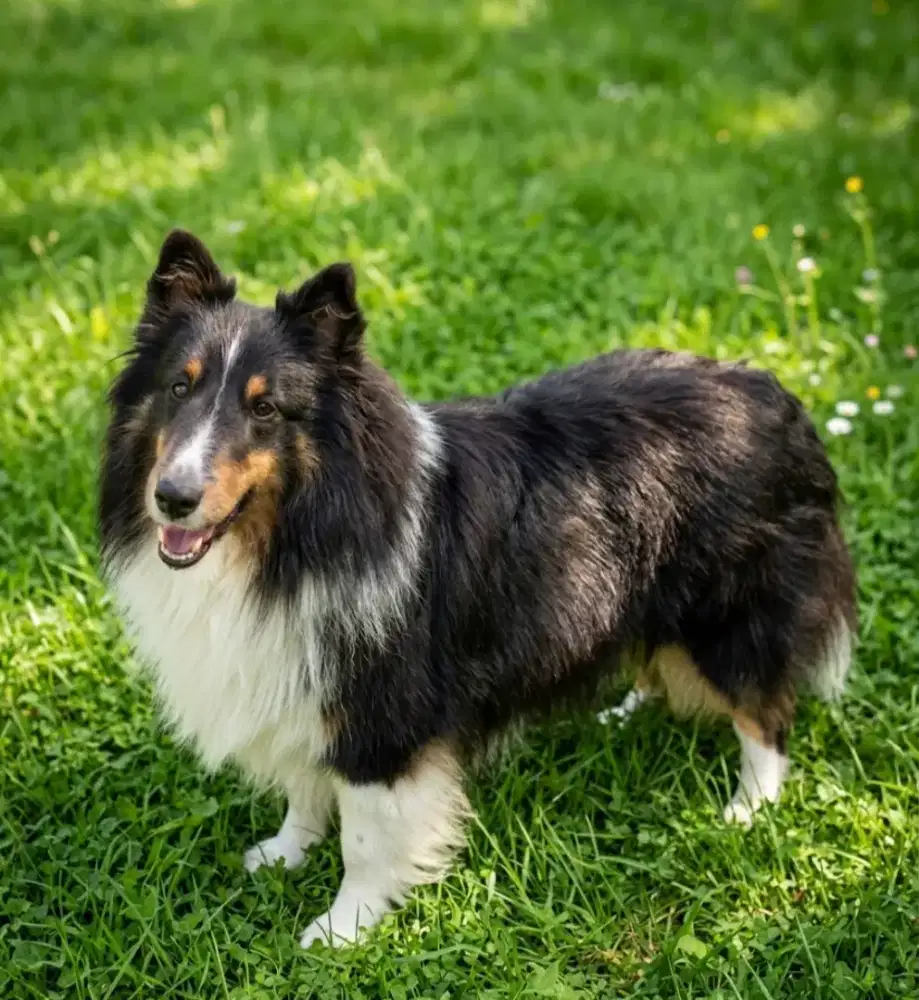 Dijual indukan sheltie murah